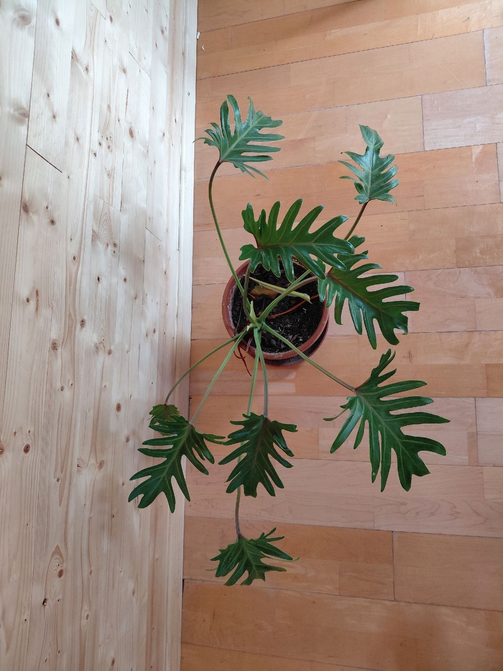 Pflanzen & Samen: philodendron radiatumb – Neu (gemäss Beschreibung) aus Biel/Bienne von myl_r8fx 2