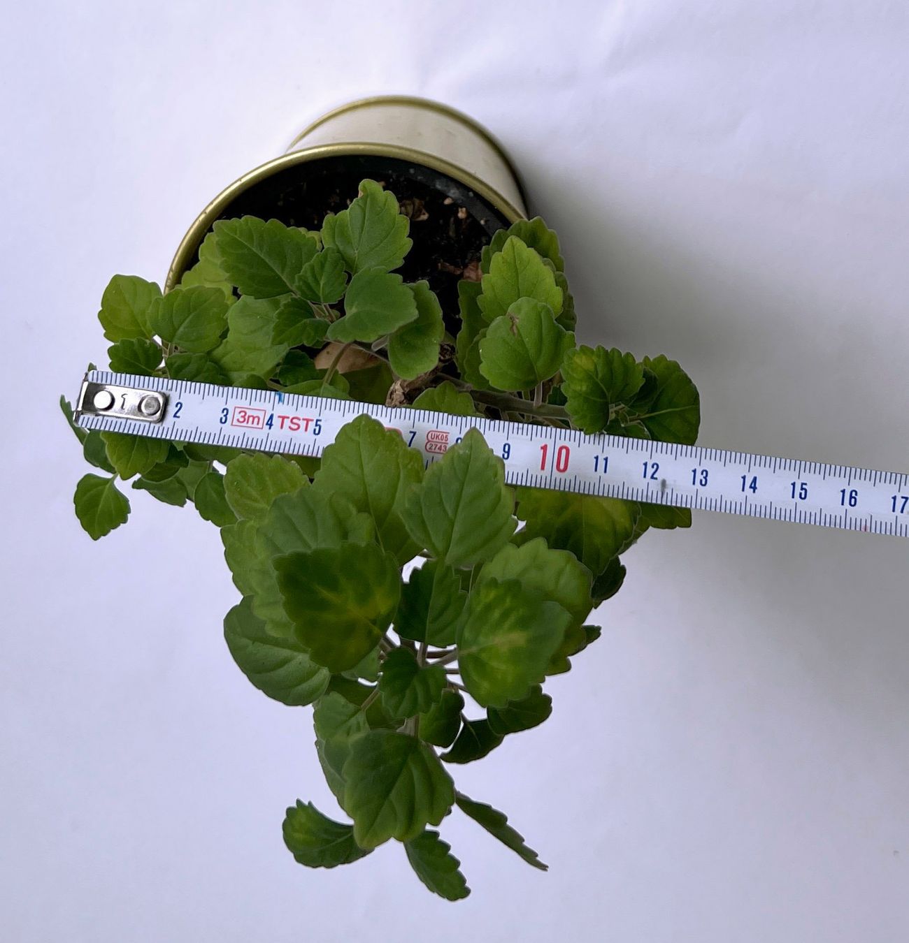 Pflanzen & Samen: PLECTRANTHUS***** – Neu (gemäss Beschreibung) aus Dübendorf von Orchid18 5