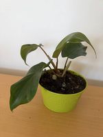 Zimmerpflanze Philodendron Red Emerald Pflegeleicht 