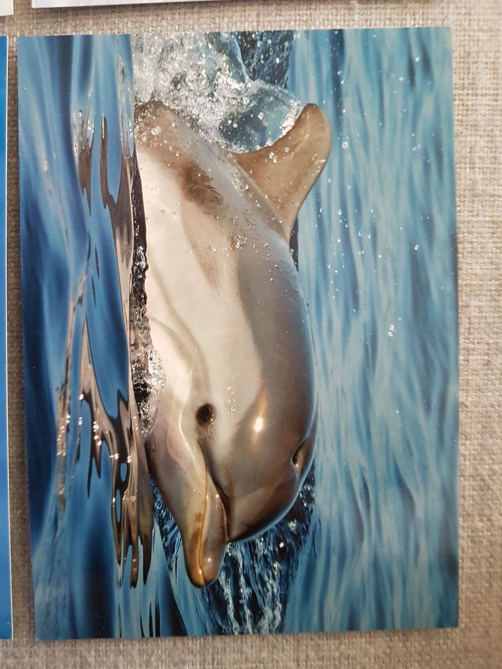 Cartoline: 4x Karten Ocean Care / Delfine u. Robben – Nuovo (secondo la descrizione) da Oberengstringen venduto da Sheera7 3