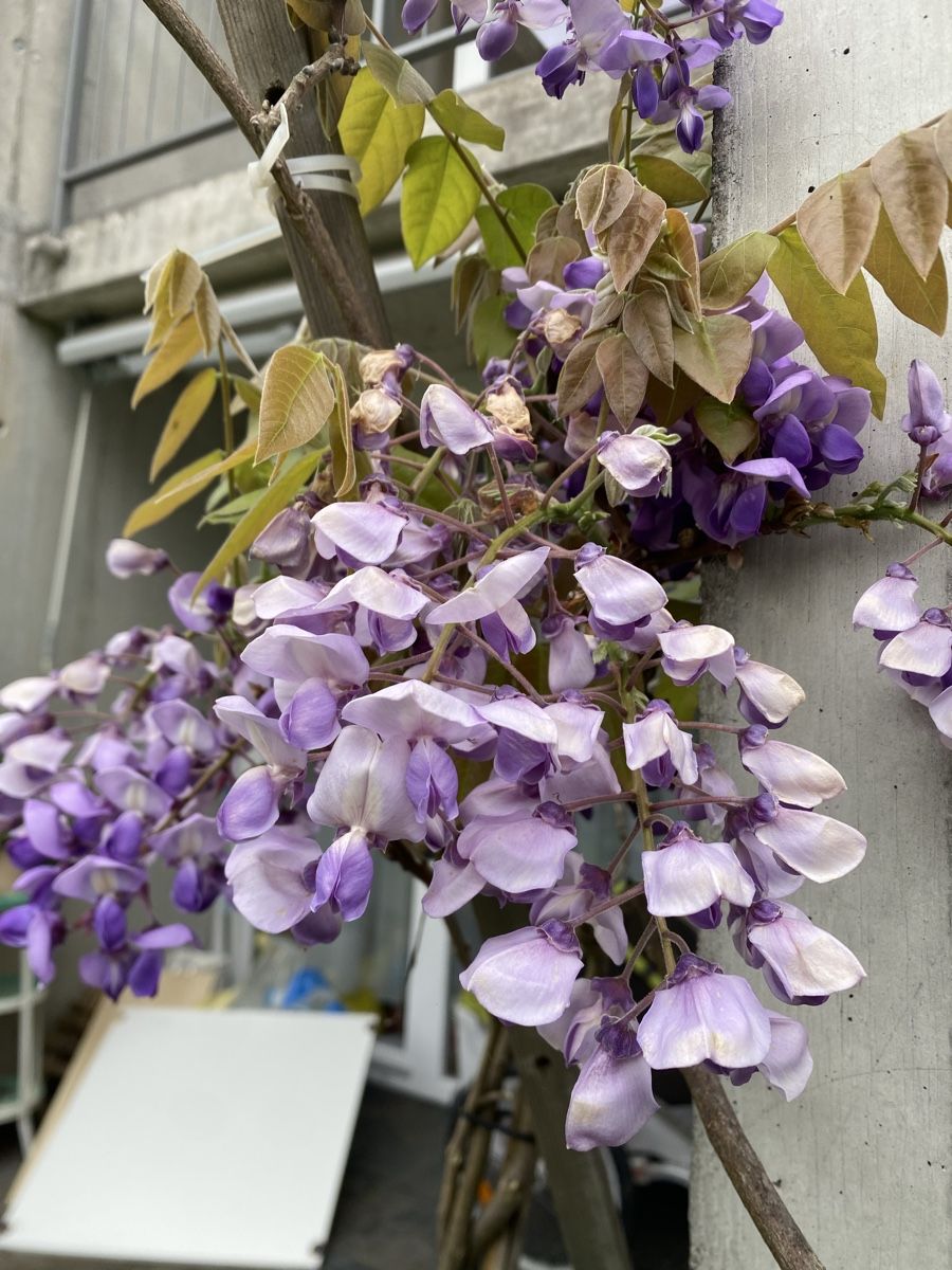 Piante & sementi: Japanische Wisteria – Usato da Urtenen- Schönbühl venduto da windowshopper 1