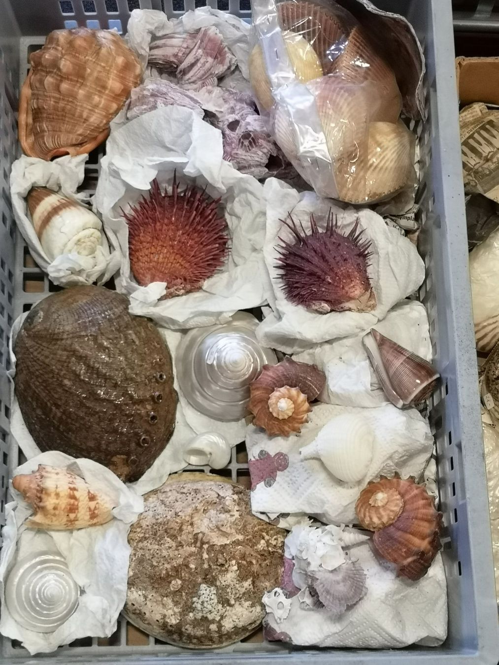Fossili: Cassis Rufa Cassis Cornuta - Schnecke Sea Shell 14x10cm Cebu – Usato da Kloten venduto da Asiatica 7