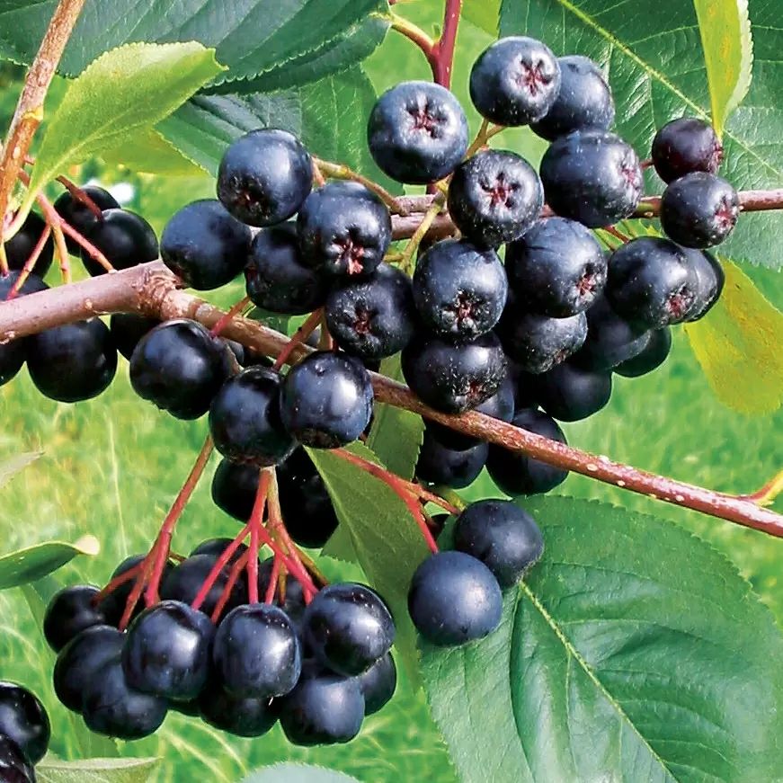 Piante & sementi: aroniabeeren strauch apfelbeere – Nuovo (secondo la descrizione) da Ibach venduto da rom_v8h9 1