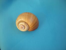 Muschel-Meeresschnecke 8cm gross Philippinen