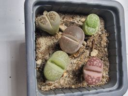 Lithops Mix, Lebende Steine, 5 Stück