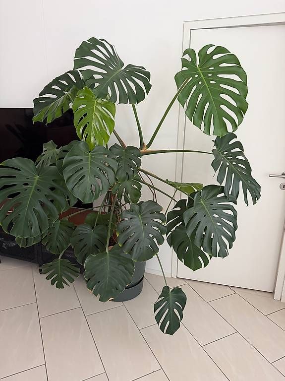 Piante & sementi: Sehr grosse Monstera – Usato da Zürich venduto da domeldidom