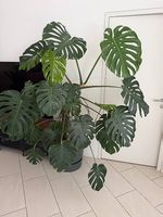 Sehr grosse Monstera