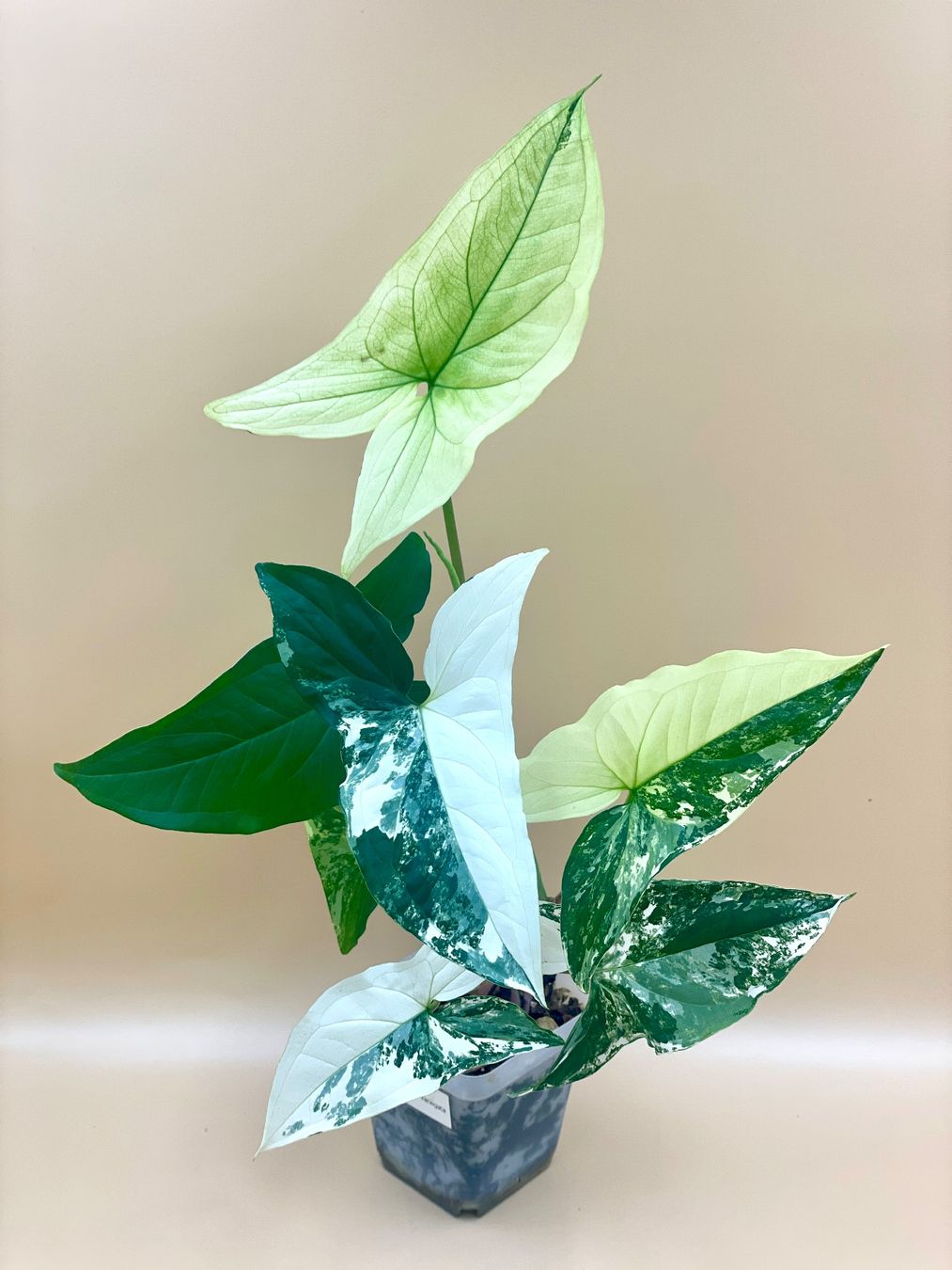 Plantes & graines: Syngonium Albo Variegata – Neuf (Voir description) à Zürich par Leafscape