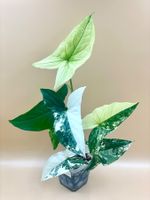 Syngonium Albo Variegata