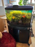 Aquarium Komplettsett zu verkaufen