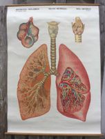 Anatomie Schulwandbild  Lunge Atmung  Dr.  Wander Vintage
