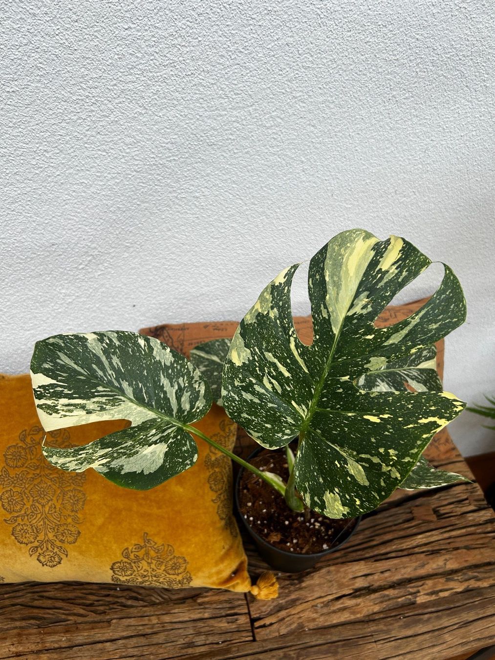 Piante & sementi: Monstera Thai Constellation💚 – Usato da Wattwil venduto da Mikesplantshop 2