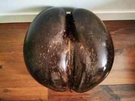 Coco de mer, grösster Same