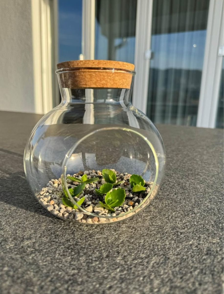 Tutte le decorazioni: 🔮 Glaskugel-Terrarium – Usato da Niederbuchsiten venduto da GreenGems
