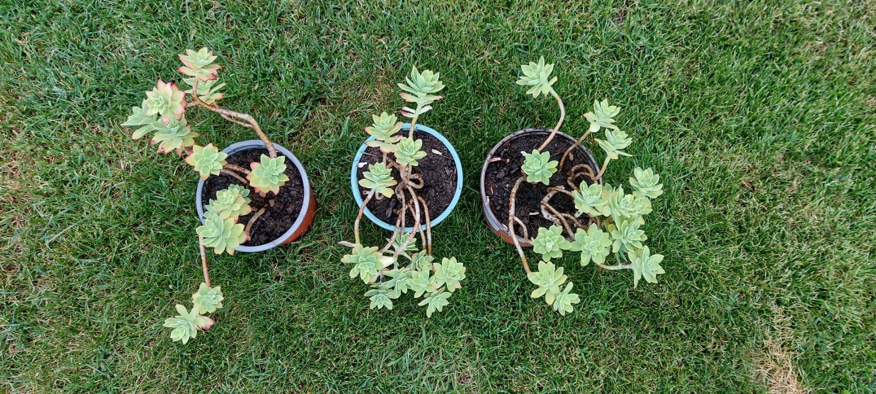 Pflanzen & Samen: Sedum Palmeri – Neu (gemäss Beschreibung) aus Küssnacht am Rigi von Mukare 4