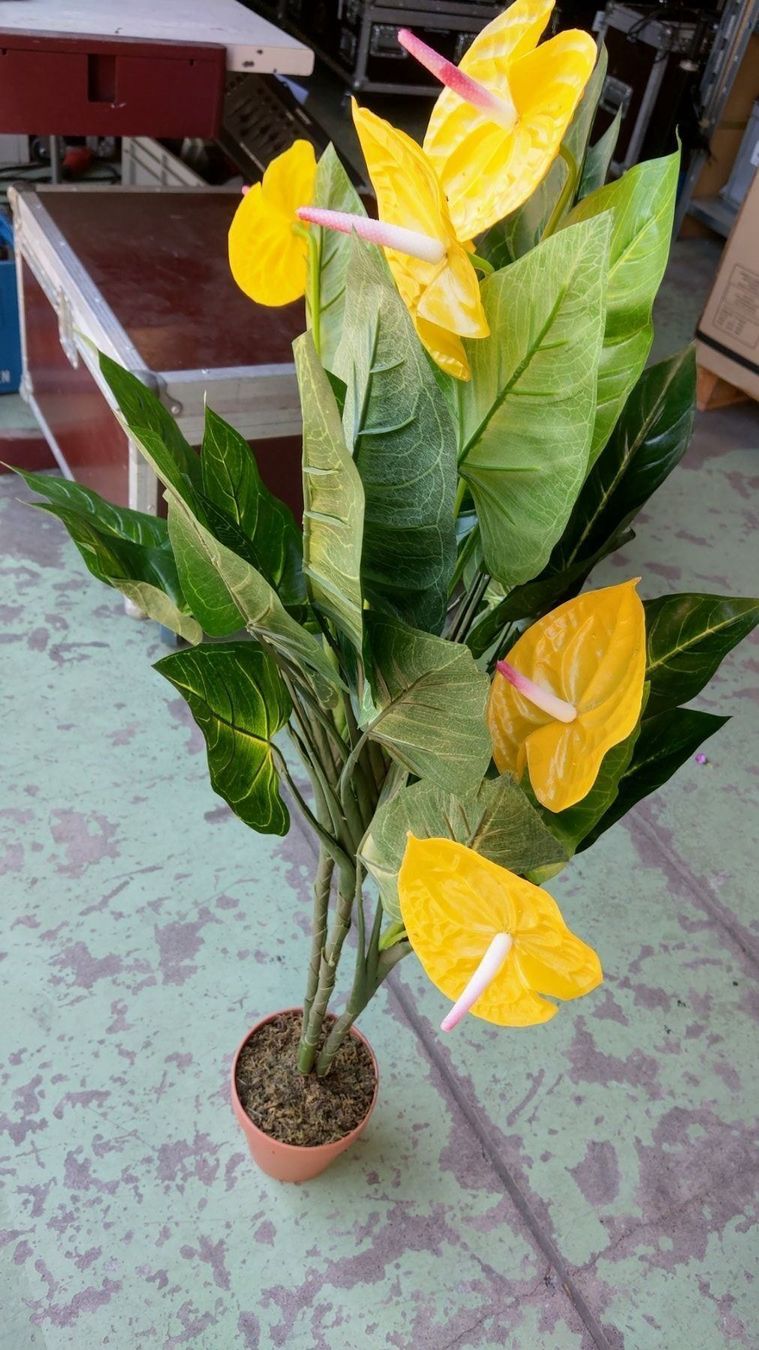 Piante & sementi: Decoflower Anthurium mit gelben Blüten 120cm – Nuovo (secondo la descrizione) da Däniken SO venduto da Profog1 4