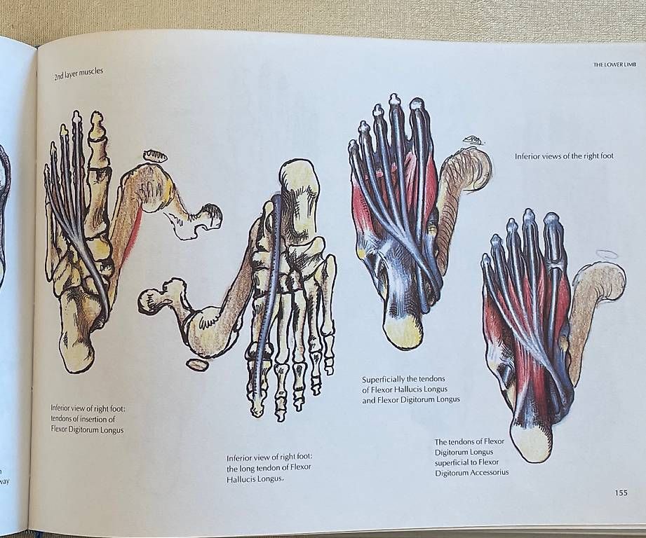 Libri: John H. Grundy's Human Structure and Shape – Usato da Nesslau venduto da philgujer1 2