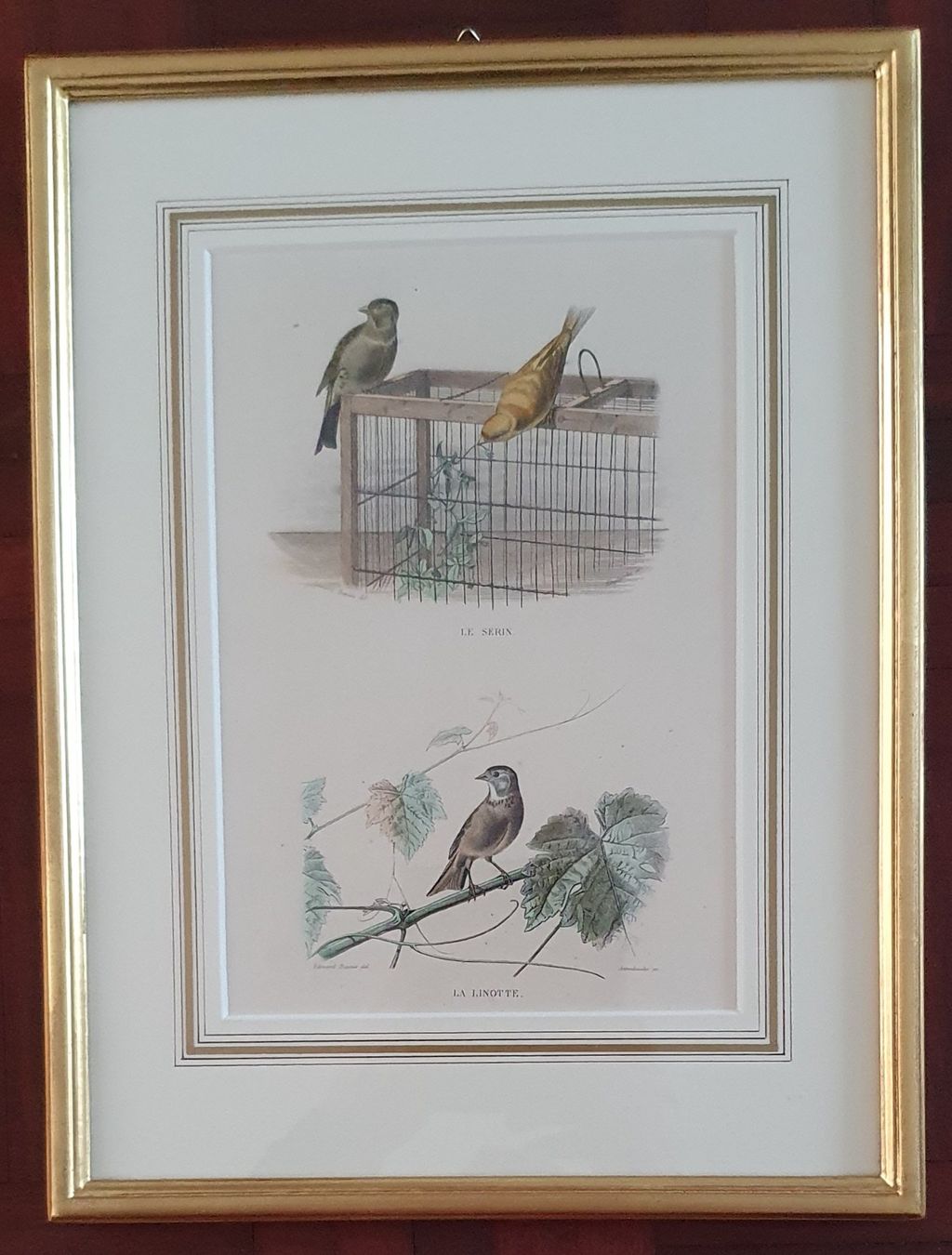 Gravures: Bild -  Vögeln - Girlitz - Stahlstich – D'occasion à Kreuzlingen par Rschweiz1