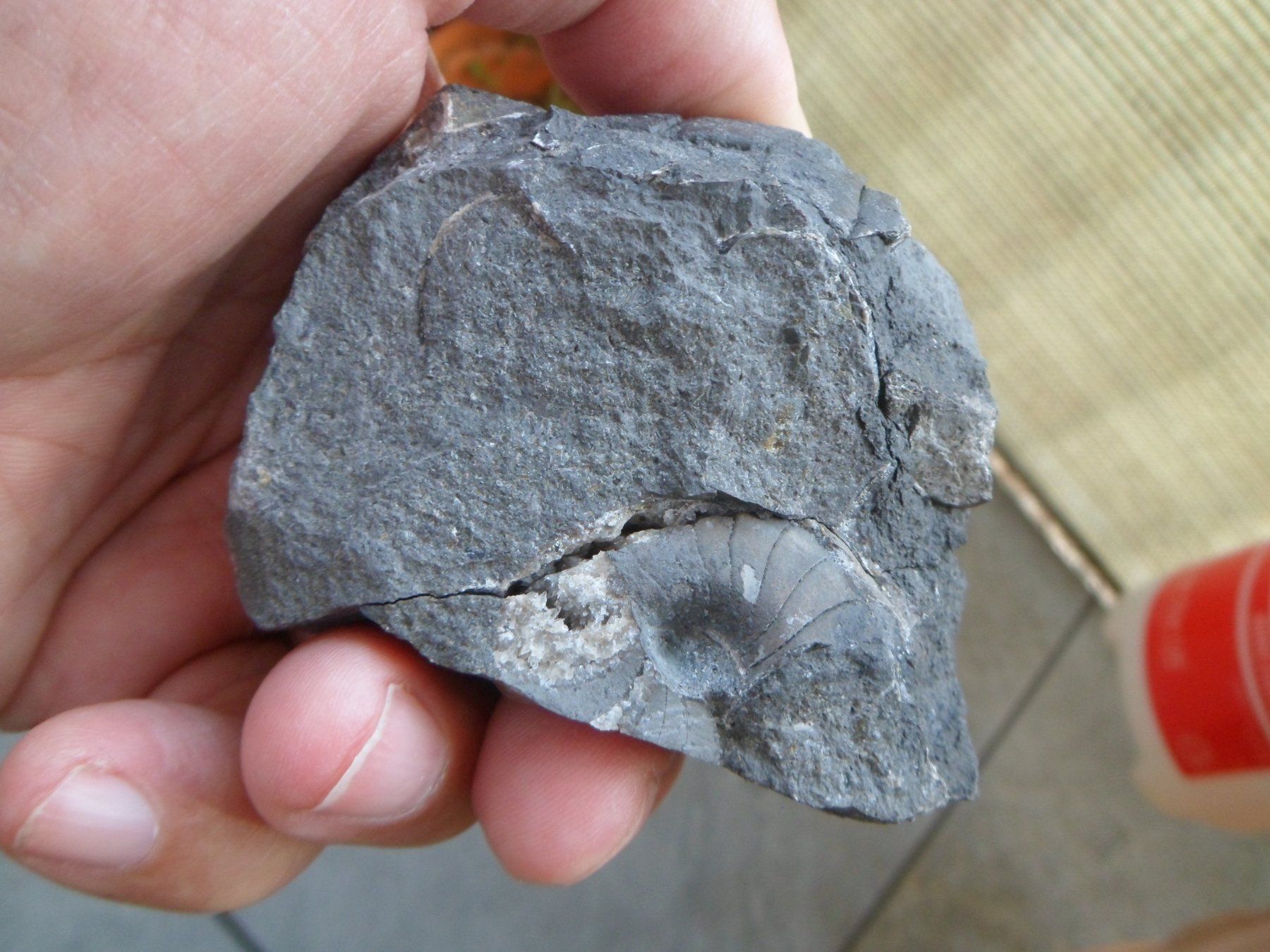 Fossilien: Fossil, Nautilus, Schweiz – Gebraucht aus Affoltern am Albis von Fossil60 6