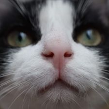 Profile image of ines.olivia
