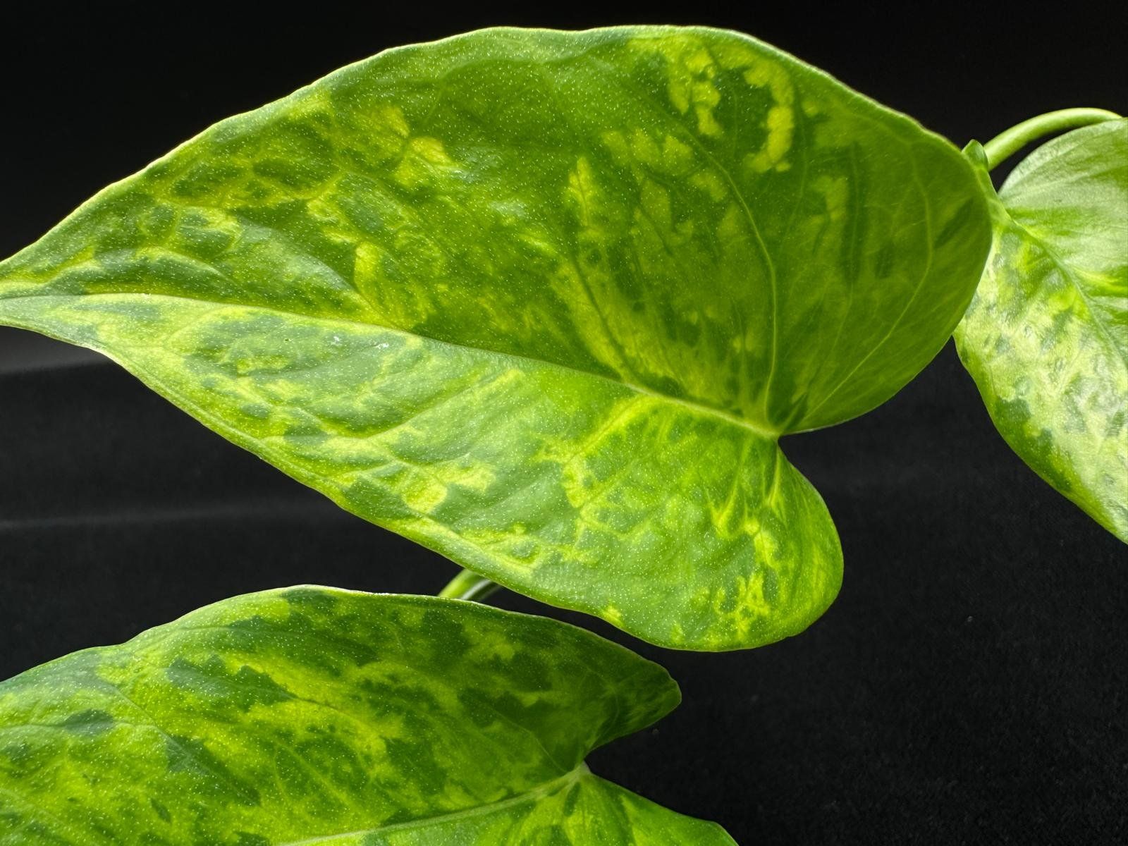 Piante & sementi: Epipremnum aureum 'Victory' – Nuovo (secondo la descrizione) da Bühler venduto da googelibear 1