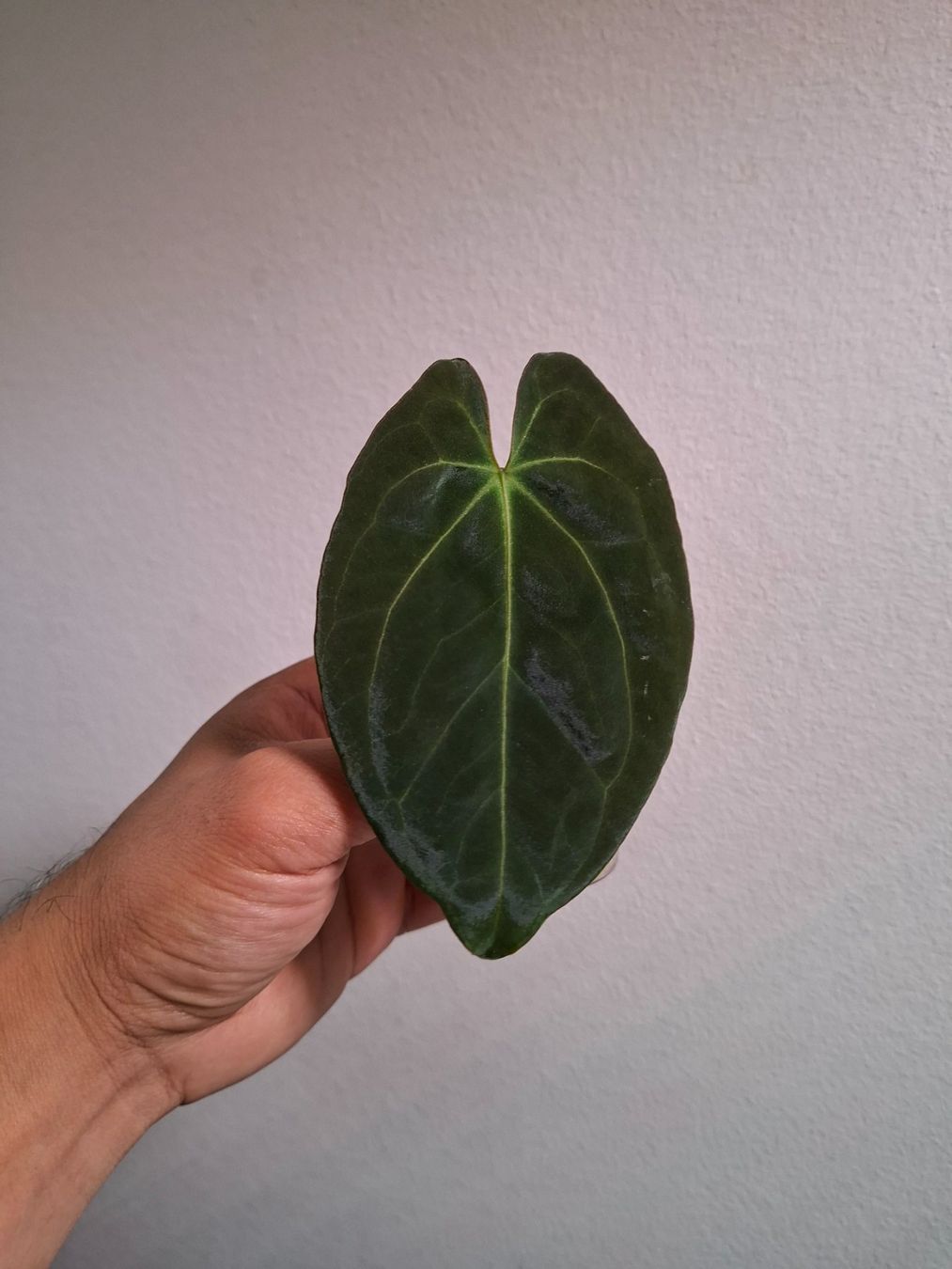 Piante & sementi: Anthurium papillilaminum x, Cutting #2 – Usato da Fahrweid venduto da Zingwei88 1