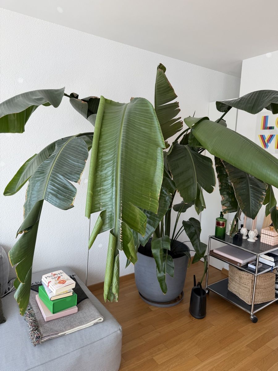 Piante & sementi: Strelitzie / Paradiesvogelblume 2 Meter – Usato da Zürich venduto da Jtlb 1