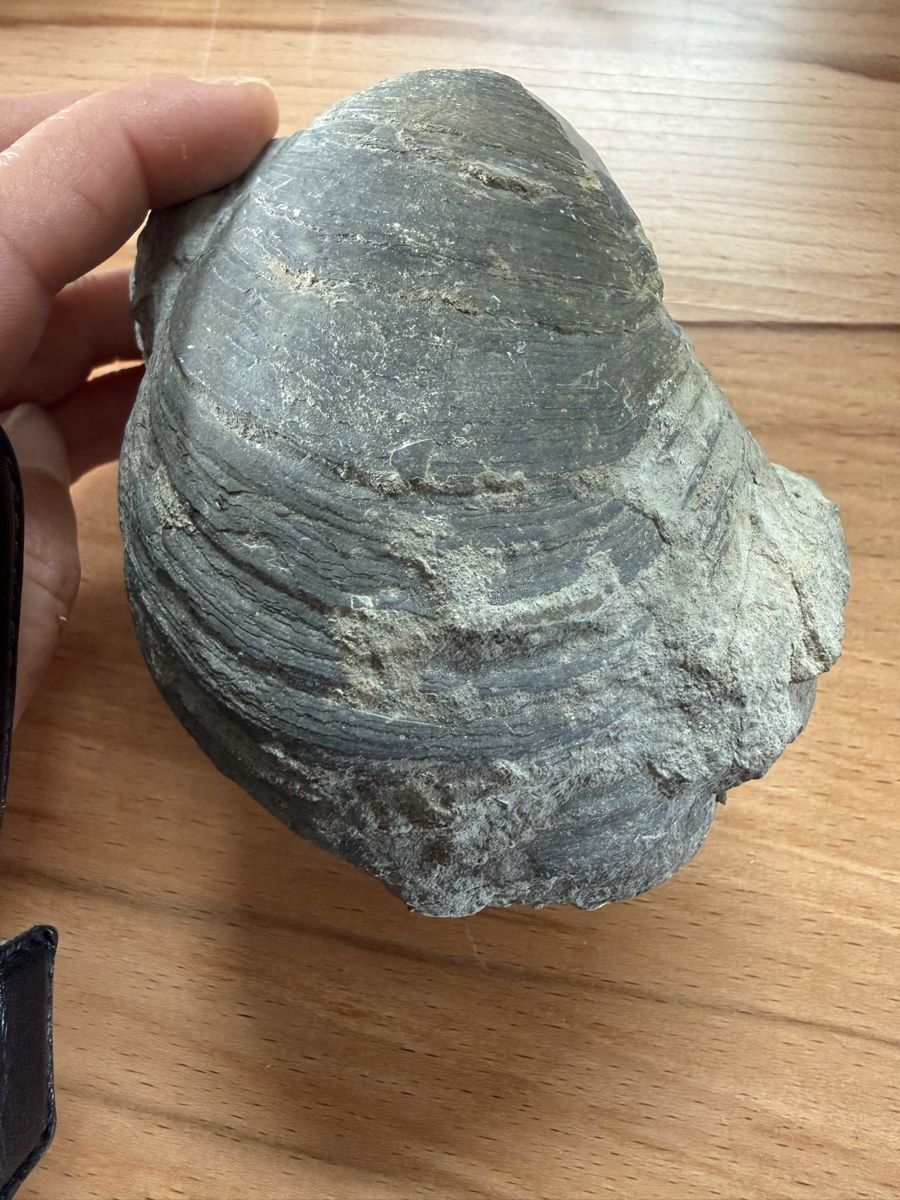 Fossilien: Versteinerte Auster – Gebraucht aus Grenchen von Bastet007 6