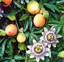 Ab 5.- fr 10 SAMEN MARAKUJA PASSIFLORA EDULIS PASSION FRUIT‪