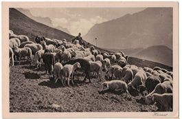 Schafe im Rhätikon, um 1920 (Mischol)