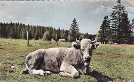 Au Pâturage du Jura (Photo-édition A. Deriaz Baulmes France)