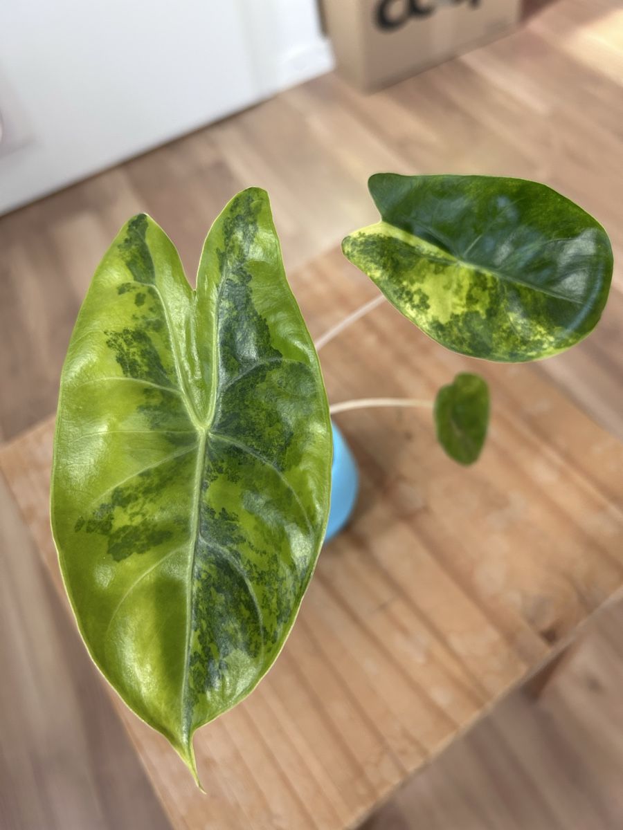 Piante & sementi: Alocasia Pink Dragon Aurea variegata  – Nuovo (secondo la descrizione) da Scherzingen venduto da Elefantenohr.ch 1