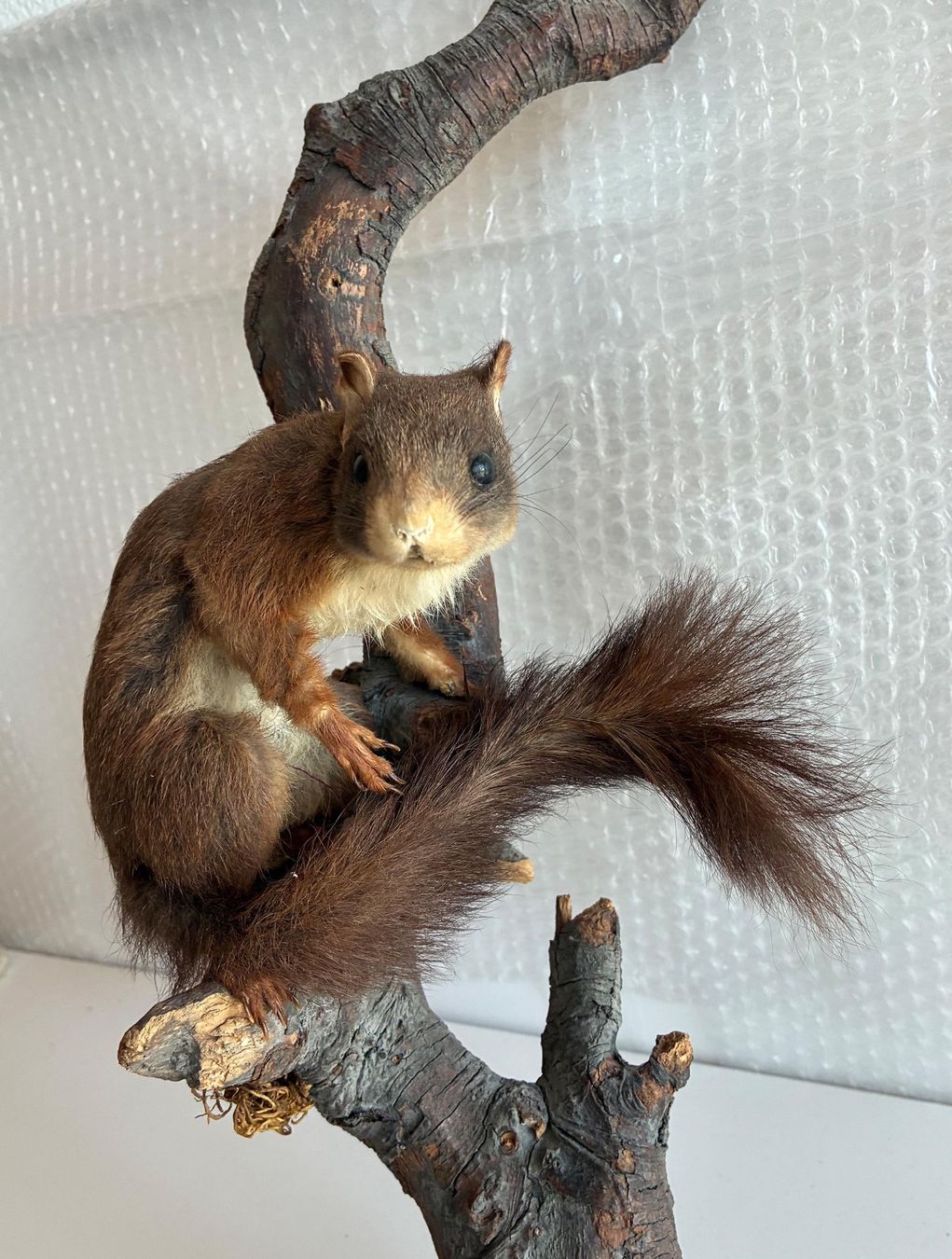 Monde des animaux: Eichhörnchen auf Ast – D'occasion à Bäretswil par robsonantik 1