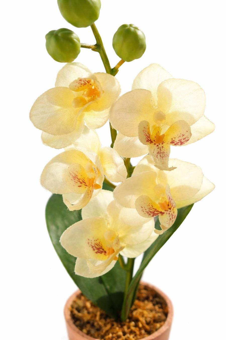 Pflanzen & Samen: Deko Orchidee im Topf – Neu (gemäss Beschreibung) aus Fully von VaneaSelection 3