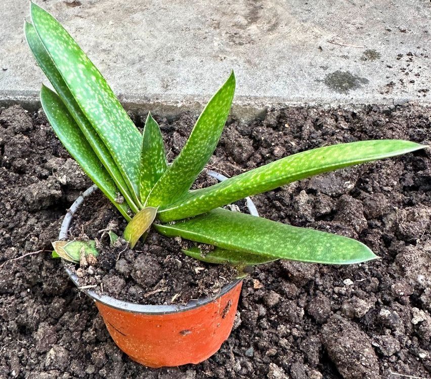 Plantes & graines: Hirschzunge - eine Pflanze! – Neuf avec emballage d'origine à Steffisburg par Petroselium