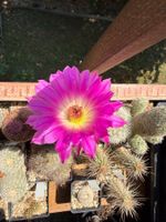 Echinocereus rigidissimus