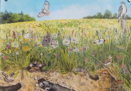 Plakat „Biodiversität und Lebensräume – Blumenwiese“ (2007)