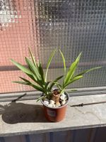 Yucca Palme (Yucca Elephantipes)