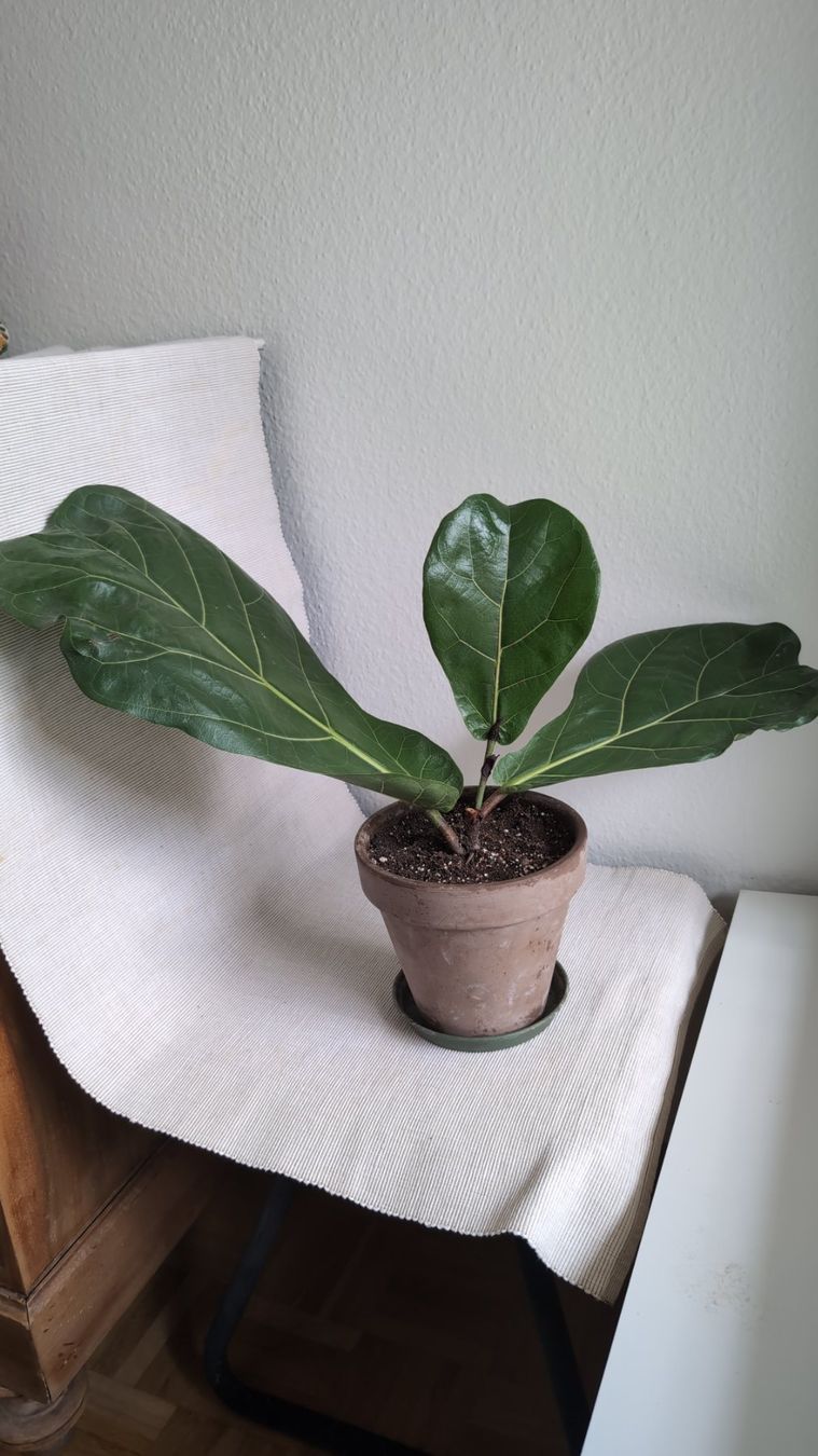 Pflanzen & Samen: Geigenfeige (Ficus lyrata) – Gebraucht aus Wallisellen von ali_x62p 2