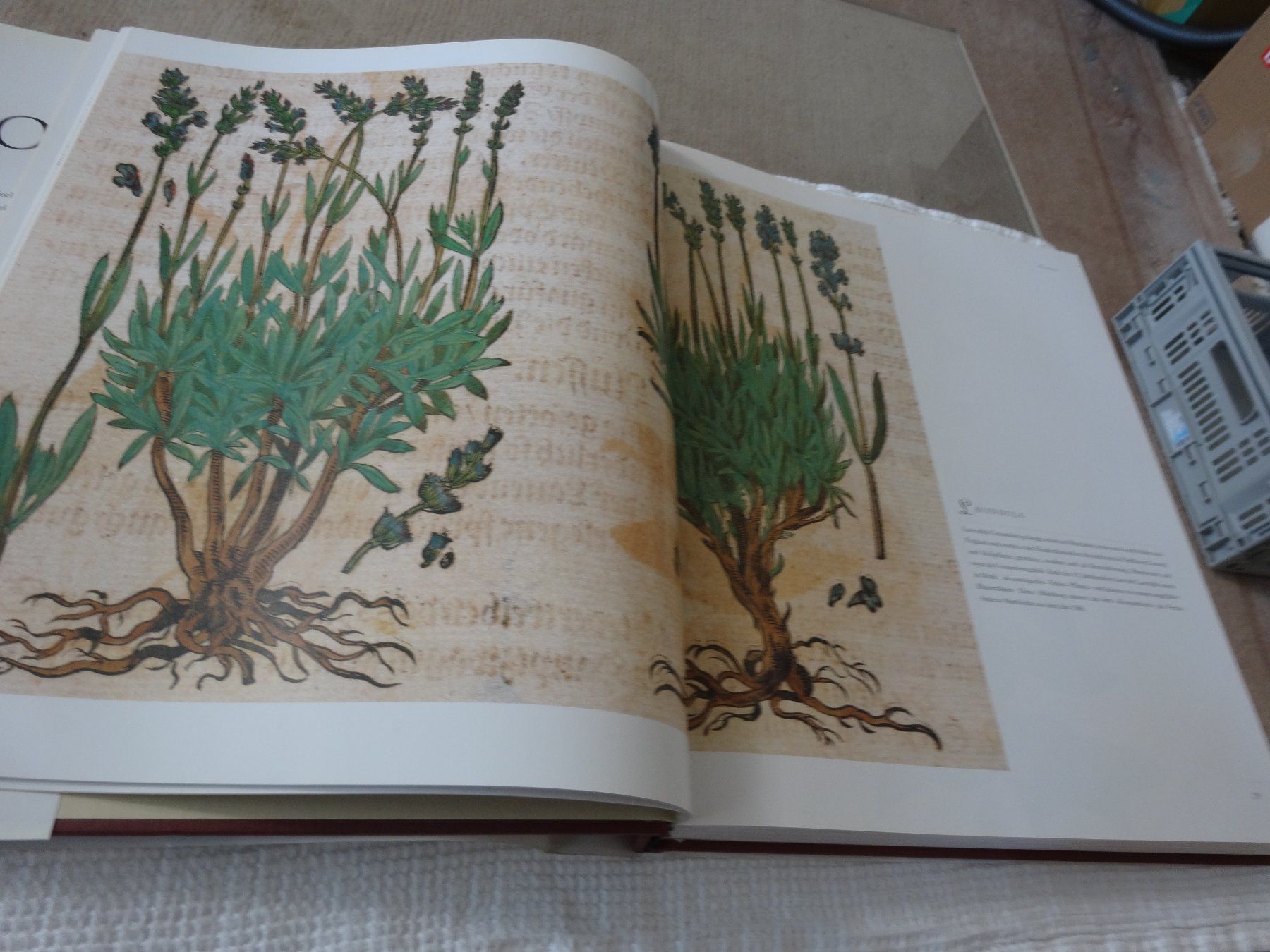 Libri: Flora  Der Duft der Ferne Brent Elliott – Usato da Neerach venduto da jenny062 3