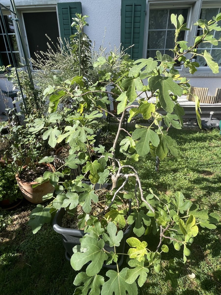 Pflanzen & Samen: Grosser Feigenbaum mit Topf – Neu (gemäss Beschreibung) aus Bäretswil von Evamaria1