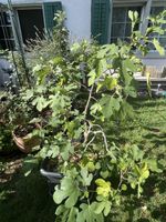 Grosser Feigenbaum mit Topf