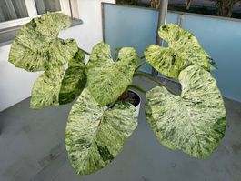 🌱Alocasia odora batik