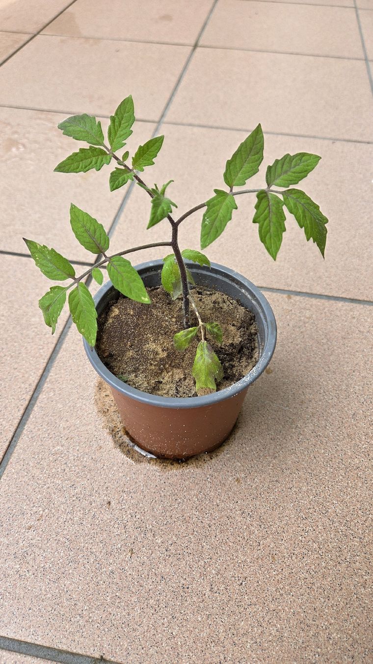 Piante & sementi: Tomaten Setzling  – Usato da Oberwil (Dägerlen) venduto da Green_lady