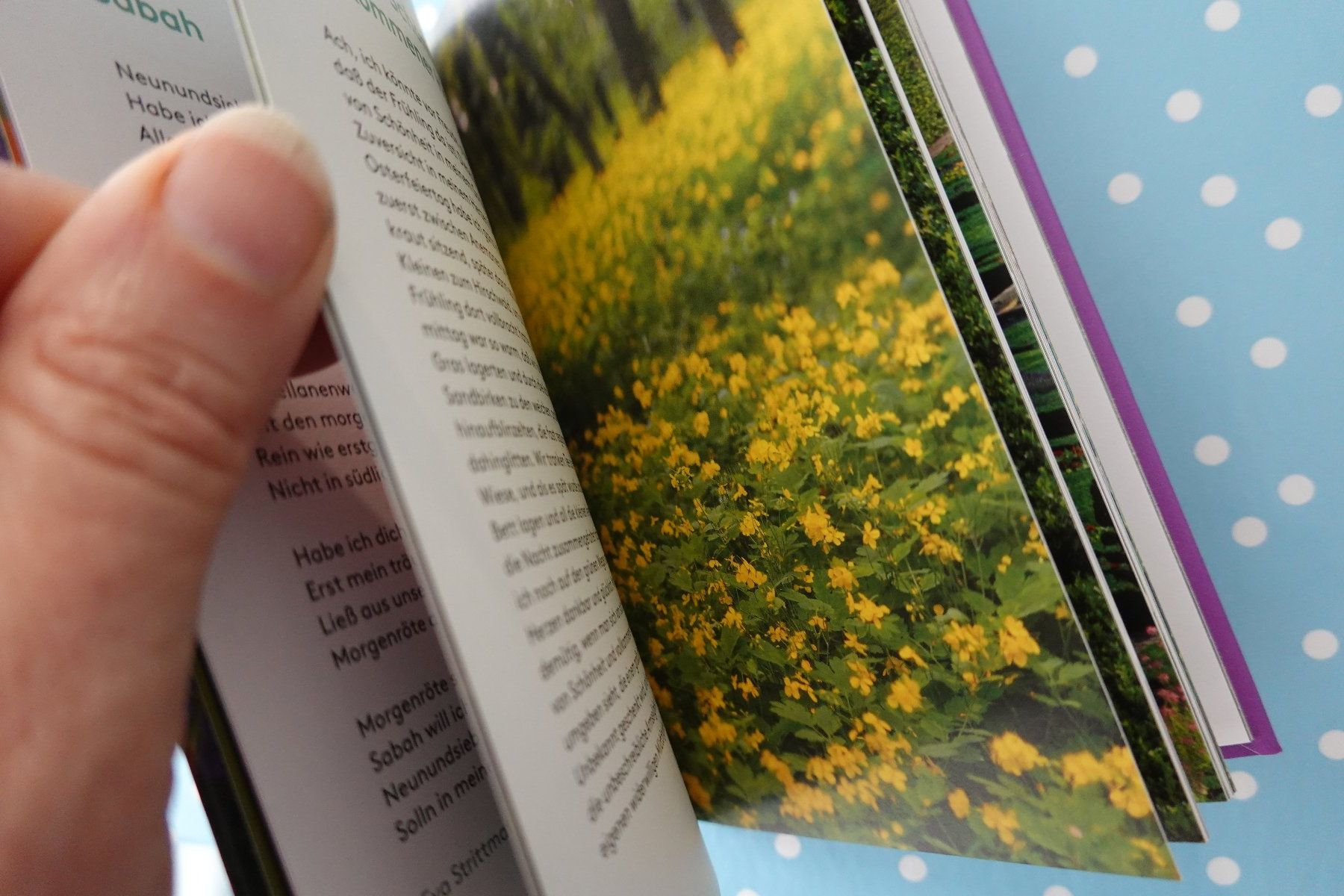 Bücher: Garten Ich weiss einen Wundergarten Dichterinnen + Gärten – Neu und originalverpackt aus Jona von JOberg_25 3