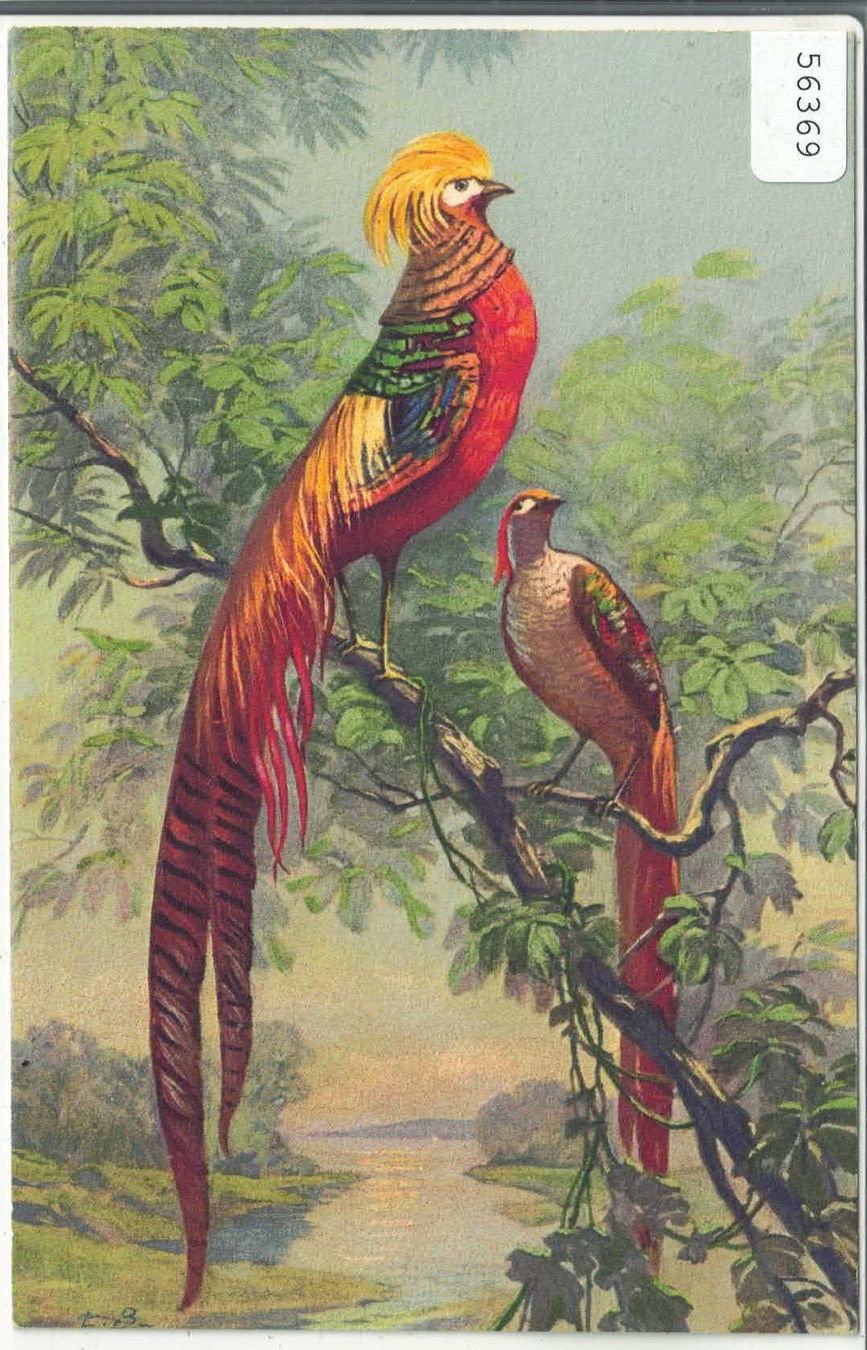 Cartes postales: Ein Paar chinesische Goldfasane - Litho – D'occasion à Ettingen par Kartenplanet