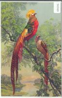 Ein Paar chinesische Goldfasane - Litho
