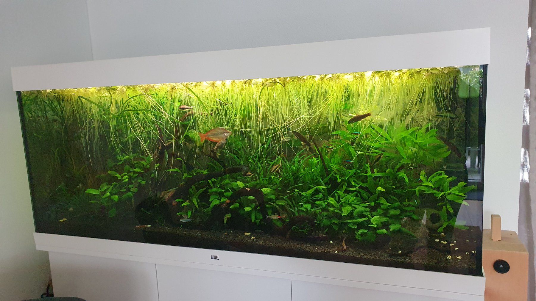 Juwel Acquari: Aquarium Juwel Rio 450 – Usato da Betschwanden venduto da cuci1313