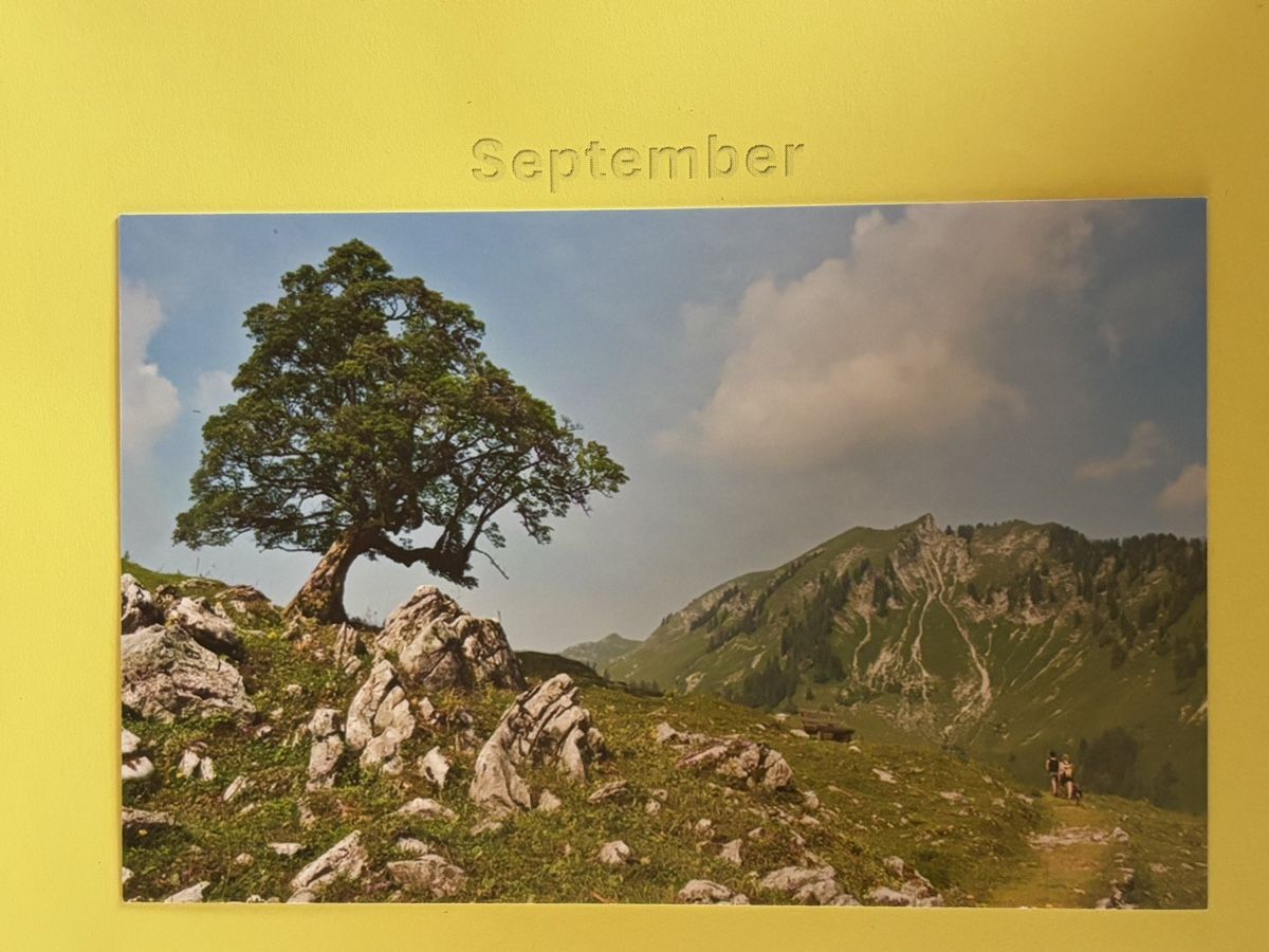 Cartoline postali: AK von Bergahorn / FR – Usato da Rümlang venduto da Kartenpost1
