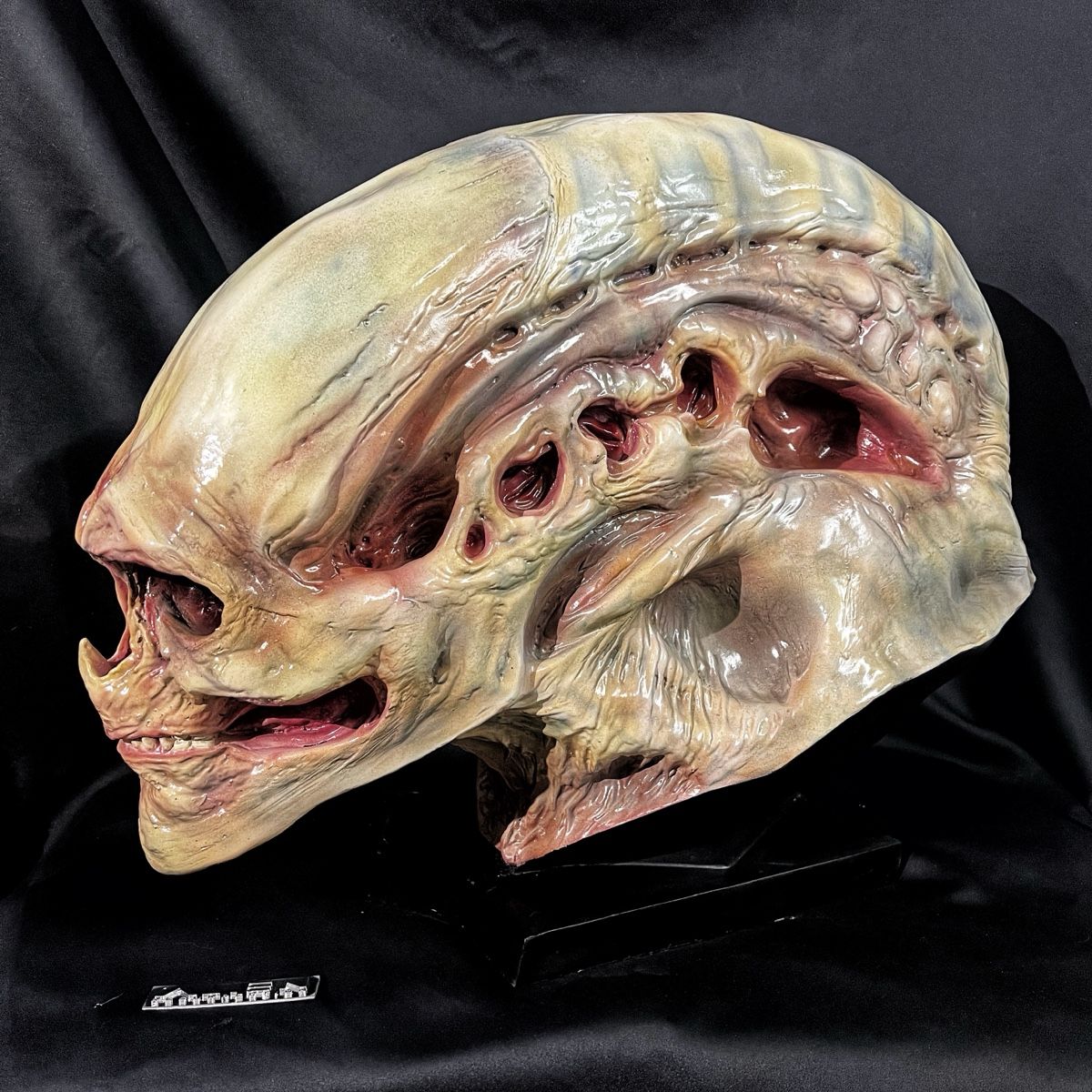 Statuette: 1:1 ALIEN Resurrection Büste, wie Coolprops Sideshow – Nuovo (secondo la descrizione) da Glattfelden venduto da Ak_5bL 2